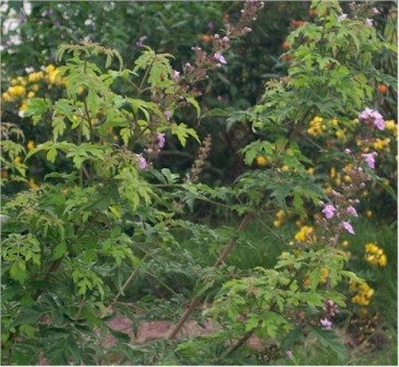 Lace-Leaf Vitex, Cut-Leaf Vitex,Vitex negundo 'Heterophylla', copyright � almostedenplants.com